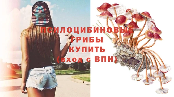 шишки Абаза